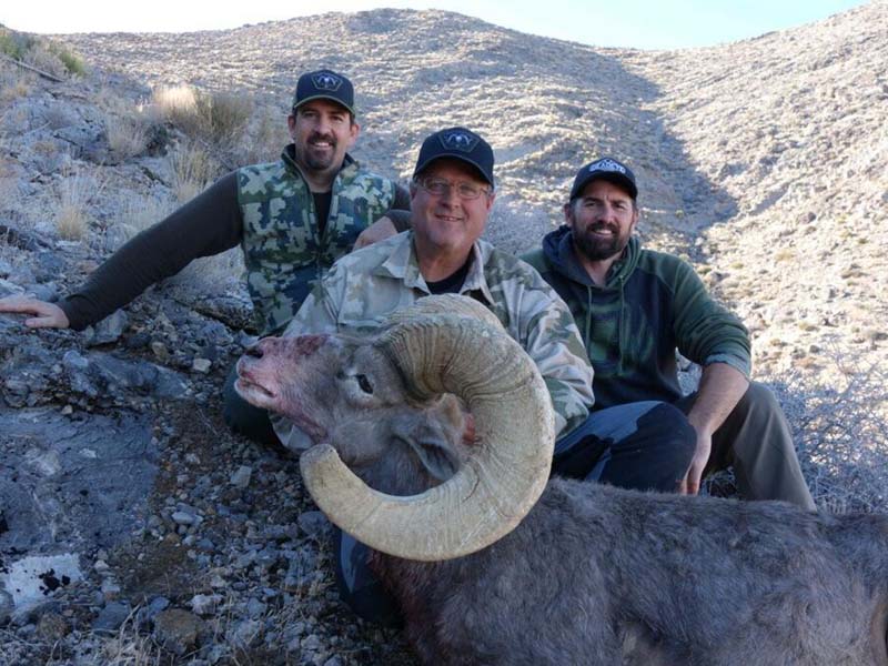 Nevada Desert Bighorn and California Bighorn