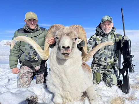 Tajikistan Marco Polo Sheep