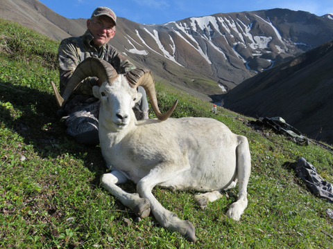 Alaska Wrangell Mountains Dall Sheep