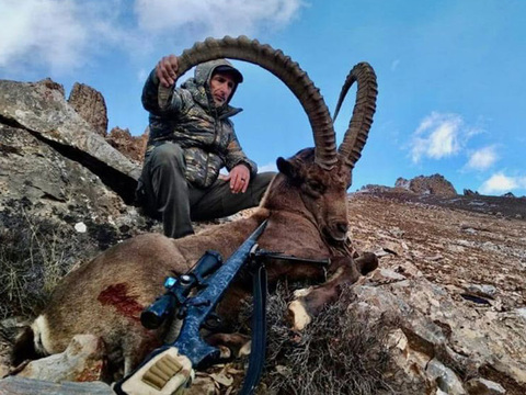 Mid-Asian Ibex in Kyrgyzstan