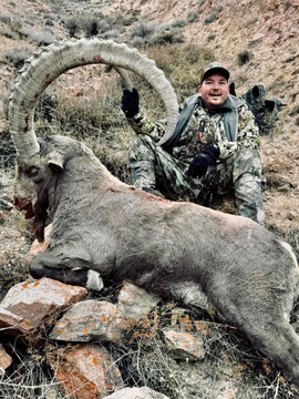 Mid-Asian Ibex in Kyrgyzstan