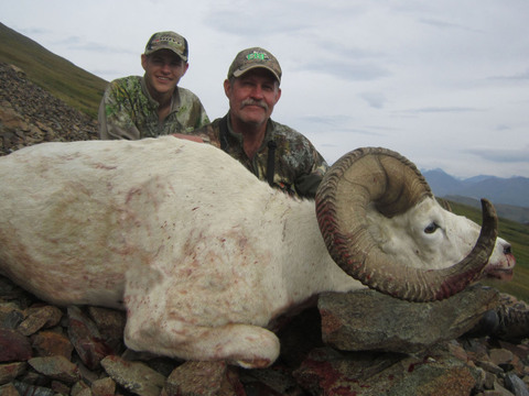 Alaska Wrangell Mountains Dall Sheep
