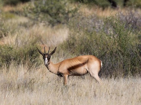 South African Springbuck Slam