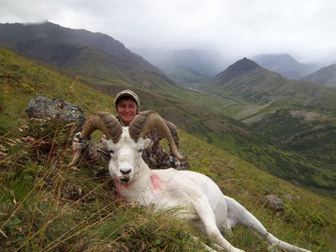 Alaska Wrangell Mountains Dall Sheep