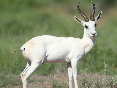South African Springbuck Slam