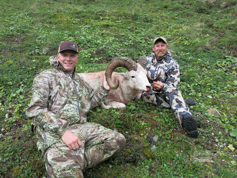 Alaska Wrangell Mountains Dall Sheep