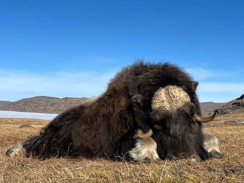 Premier Muskox Hunting in Greenland – An Arctic Adventure