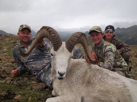 Alaska Wrangell Mountains Dall Sheep