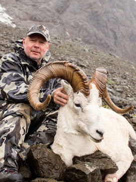 Alaska Wrangell Mountains Dall Sheep