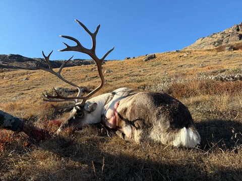 Caribou Hunting in Greenland