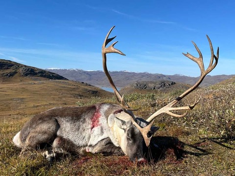 Caribou Hunting in Greenland