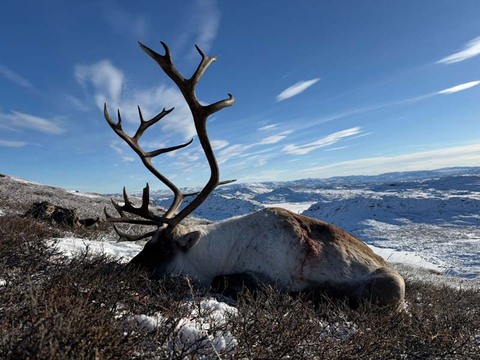 Caribou Hunting in Greenland