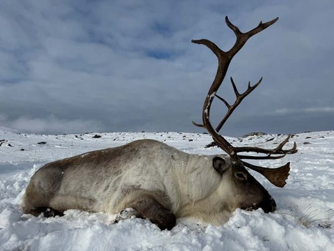 Caribou Hunting in Greenland