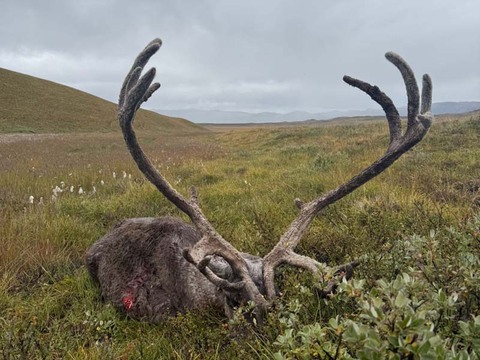 Caribou Hunting in Greenland