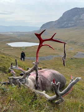 Caribou Hunting in Greenland