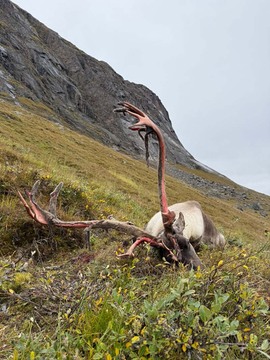 Caribou Hunting in Greenland
