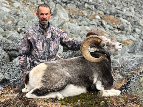 Cassiar Mountains Stone Sheep 