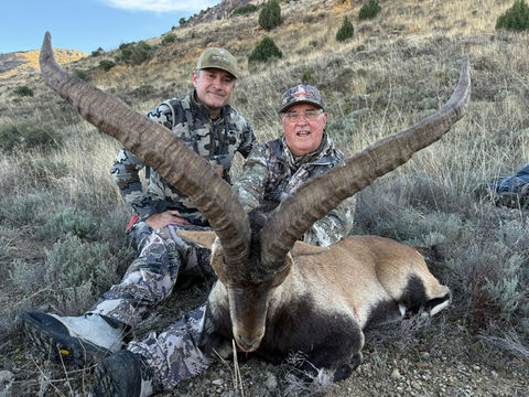 Spain Ibex