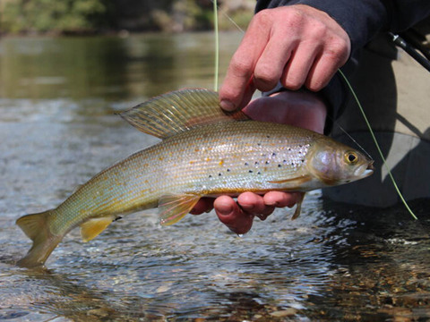 Yukon Giant Lake Trout